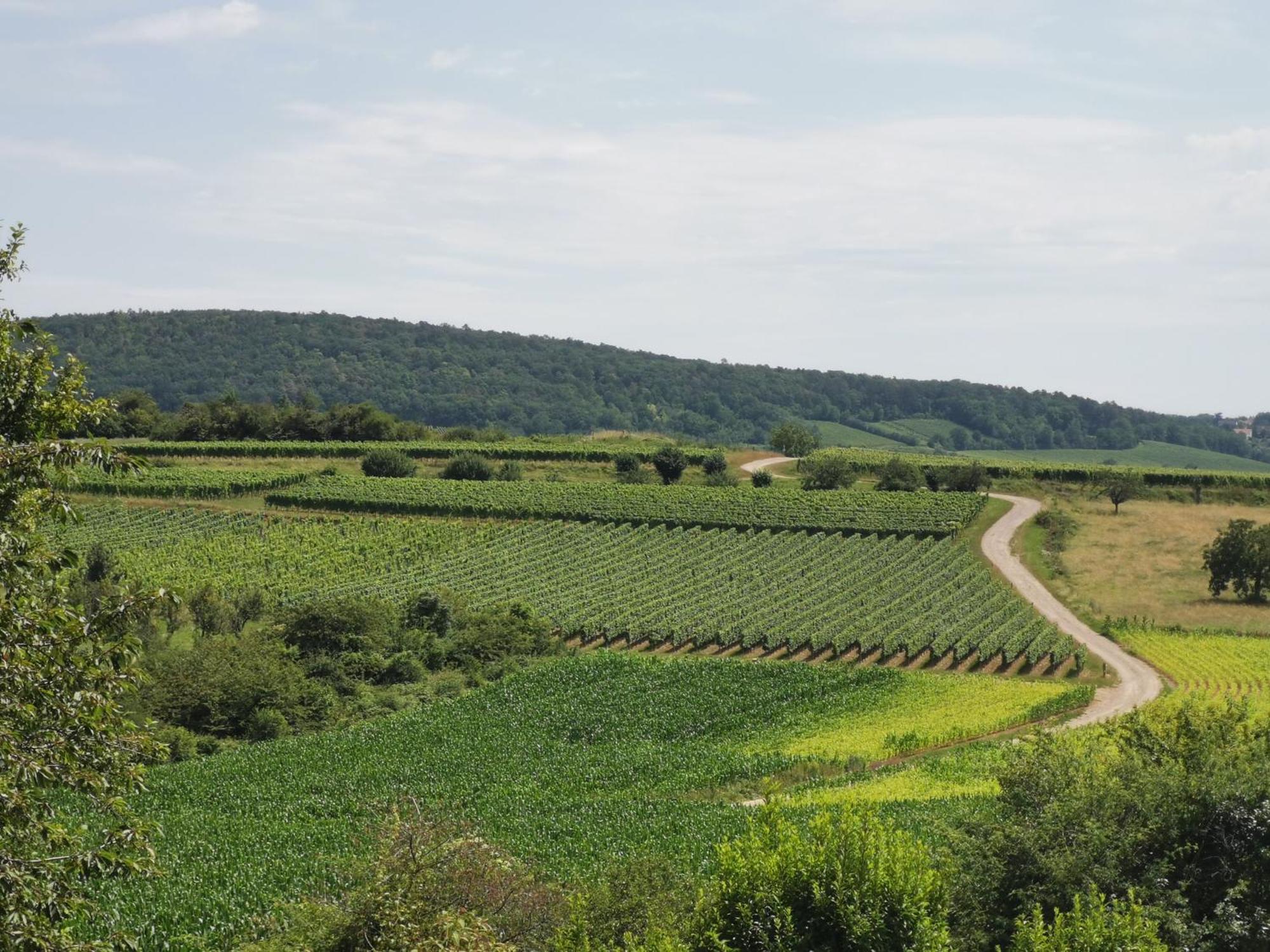 Studio Spacieux, Route Des Vins Rosheim Exterior photo